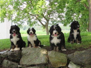 Bernedoodles Breed Photo